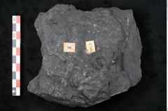 Foto (Detailansicht) von Noeggerathia palmaeformis Goeppert (NHMW-GEO-2024-0188-10743)